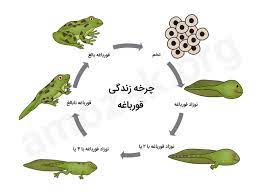 پاورپوینت درس چرخه زندگی قورباغه علوم دوم ابتدایی